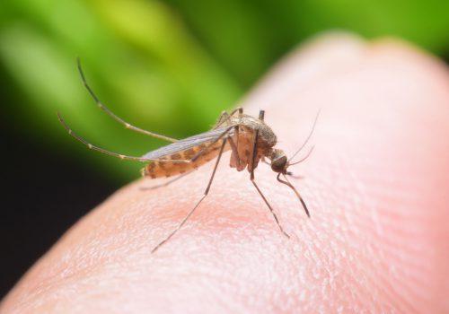 DBD Lebih Berbahaya Dari Demam Dengue