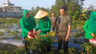 Panen Cabai dan Bayam di Lahan Ketahanan Pangan