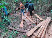 Polisi Amankan 2 Penebang Pohon di Menumbing