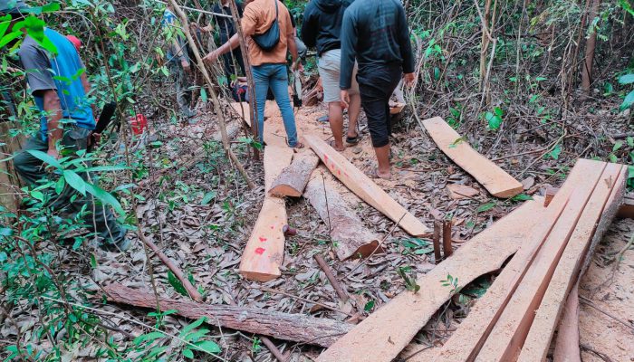 Polisi Amankan 2 Penebang Pohon di Menumbing