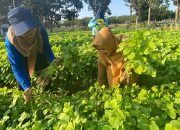 Warga Serbu Hasil Panen Kebun PKK Cikar Hingga Ludes