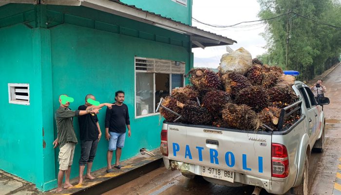 Pencuri Buah Sawit Diserahkan ke Polsek Tempilang