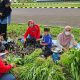 Kembangkan Kebun PKK Cikar