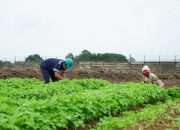 Yuk Intip Farm Estate PT Timah di Tanjung Ular