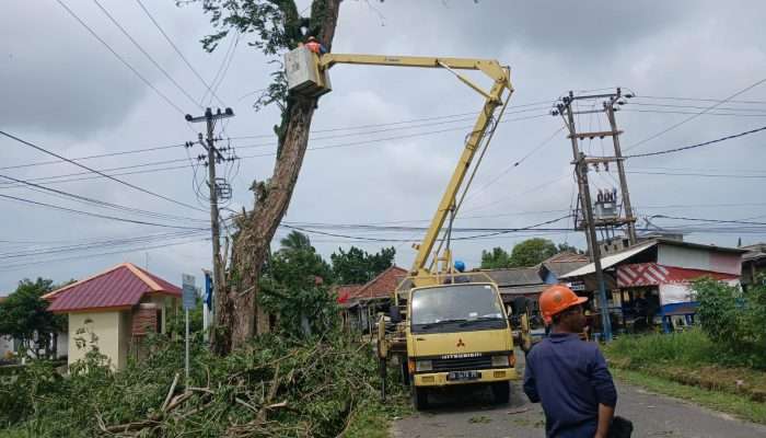 PT Timah dan PLN Lakukan Penebangan Pohon Berisiko Tumbang