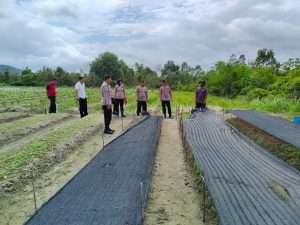 Tinjau Lahan Percontohan Pertanian di Dusun Sigambir