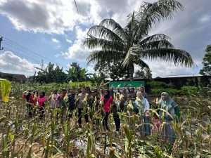 250 Kg Jagung Berhasil Dipanen