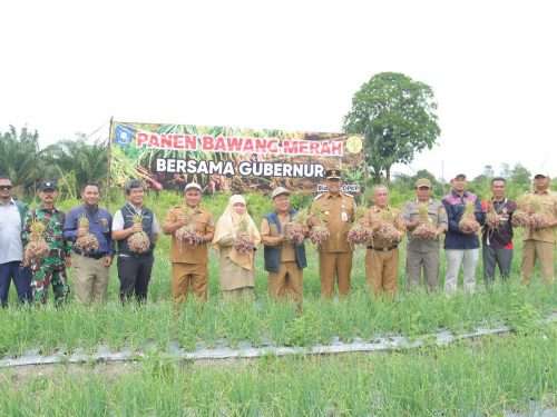 Kelompok Tani Timur Makmur Panen Bawang