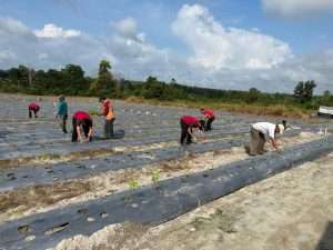 Taman Tomat dan Sayuran di Lahan Ketahanan Pangan