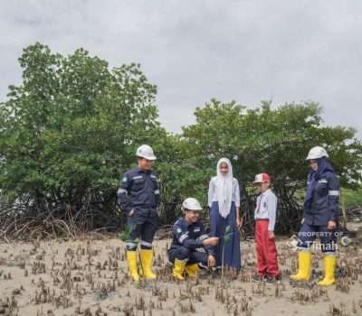 Lestarikan Pesisir, PT Timah Tanam 121 Ribu Mangrove Sejak 2014