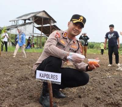 Penanaman Perdana Jagung Pipil di Dusun V Belo Laut