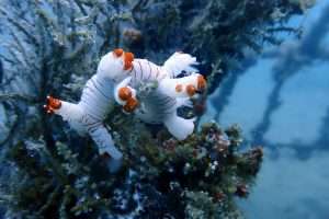 Artificial Reef Warisan Untuk Laut