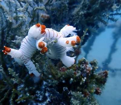 Artificial Reef Warisan Untuk Laut