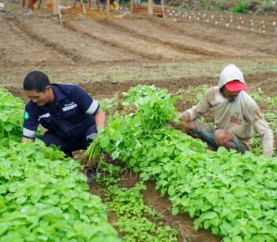 Inisiatif PT Timah Mendukung Program Ketahanan Pangan