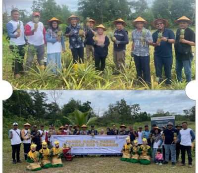 Sulap Lahan Bekas Tambang Jadi Kebun Nanas