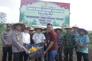 Panen Jagung Kuartal II, Polres Bangka Dukung Swasembada Pangan Nasional