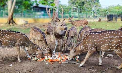 Laksanakan Program Kehati Hingga Pusat Penyelamatan Satwa
