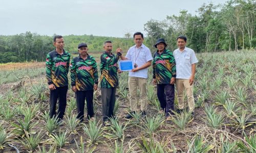 Salurkan Bantuan Bibit Nanas di Kundur