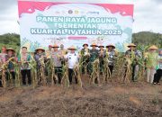 Gubernur Hadiri Panen Raya Jagung Serentak