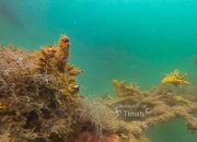 PT TIMAH Dukung Perbaikan Ekosistem Laut dan Pariwisata Bahari