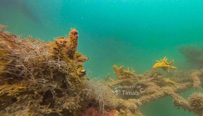 PT TIMAH Dukung Perbaikan Ekosistem Laut dan Pariwisata Bahari