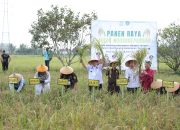 Gubernur Hadiri Panen Raya Jaksa Mandiri Pangan