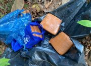 Ganja Tak Bertuan Ditemukan di Kebun Sawit