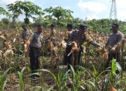 Polsek Bakam Panen Jagung Kuartal I 2026