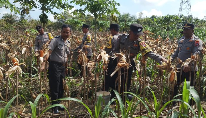 Polsek Bakam Panen Jagung Kuartal I 2026