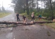 Evakuasi Pohon Tumbang di Jalan Lintas Timur