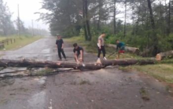Evakuasi Pohon Tumbang di Jalan Lintas Timur