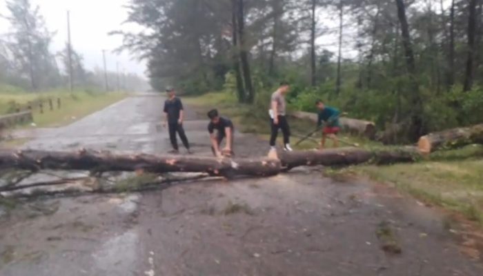 Evakuasi Pohon Tumbang di Jalan Lintas Timur