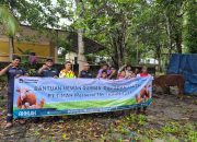 Puluhan Sapi Kurban Dibagikan di Pulau Belitung