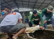 Bagikan Daging Kurban Bersama Jamaah Masjid Al Huda