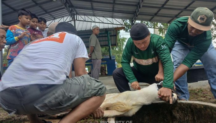 Bagikan Daging Kurban Bersama Jamaah Masjid Al Huda