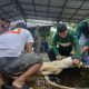 Bagikan Daging Kurban Bersama Jamaah Masjid Al Huda