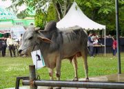 PT TIMAH Libatkan Peternak Lokal