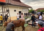 Polres Bangka Potong 4 Sapi dan 4 Kambing