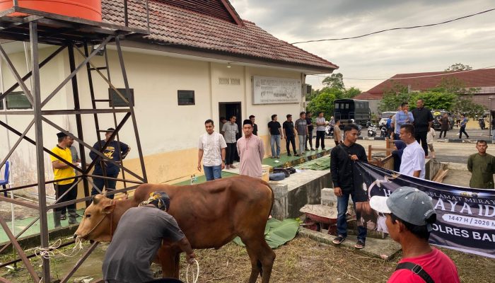 Polres Bangka Potong 4 Sapi dan 4 Kambing