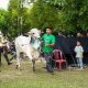 Salurkan Ratusan Hewan Kurban di Momen Idul Adha