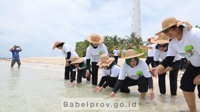 Tukik dan Mangrove Untuk Kelestarian Laut Belitung